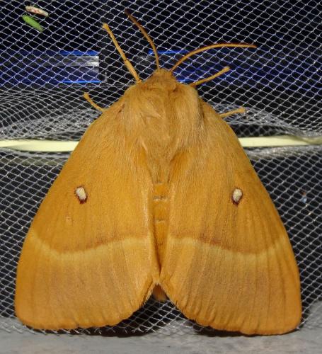 Réf. 187 094 : Lasiocampa quercus